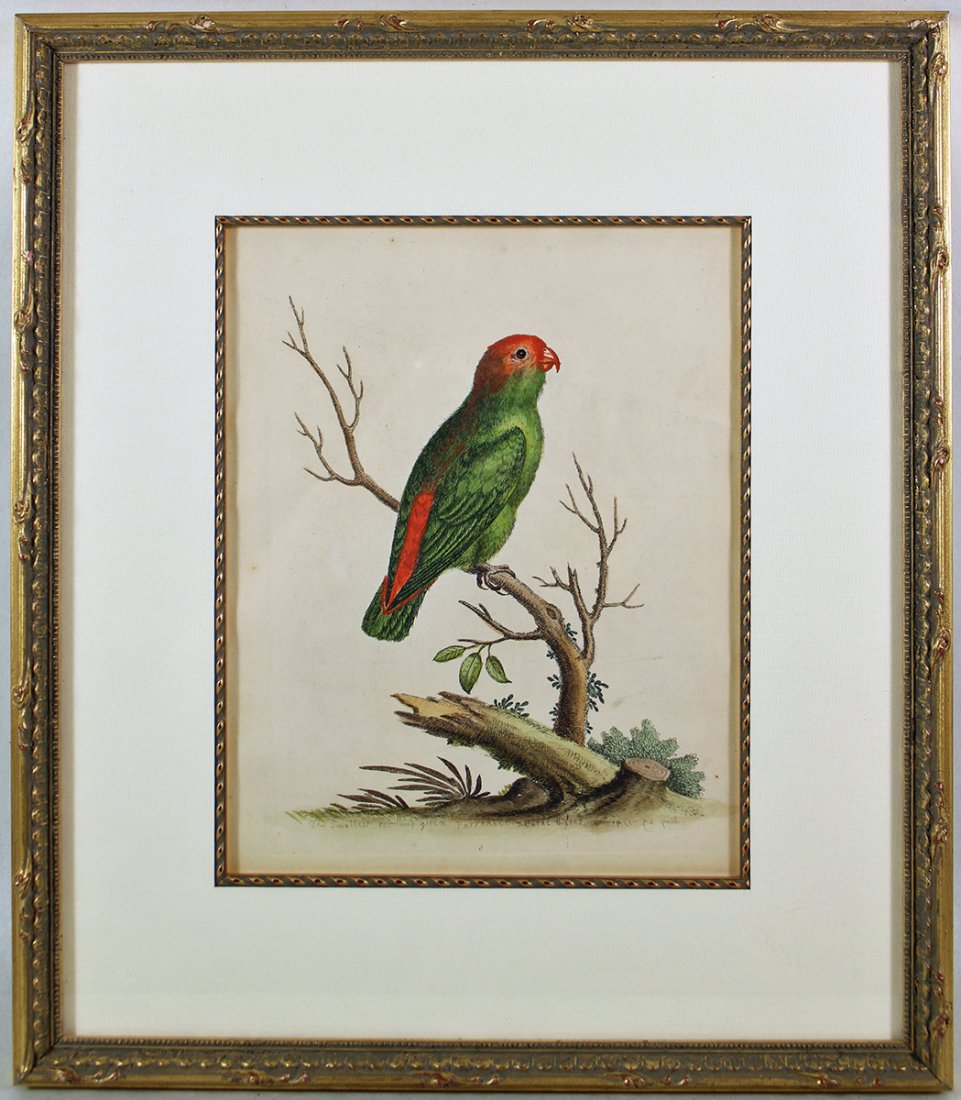 18TH CENTURY PARAKEET ENGRAVING (1 of 4)