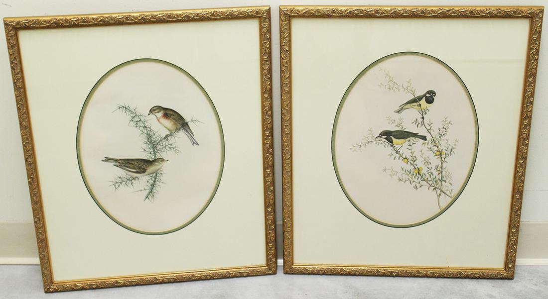(2) HAND COLORED BIRD LITHOGRAPHS (1 of 3)