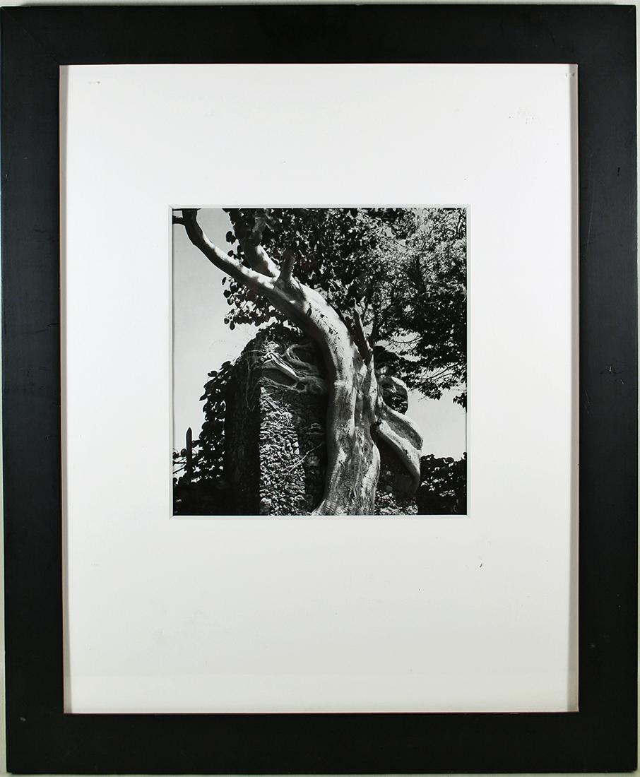 FRITZ HENLE "OLD TREE NEAR TAXCO" GELATIN PRINT (1 of 3)