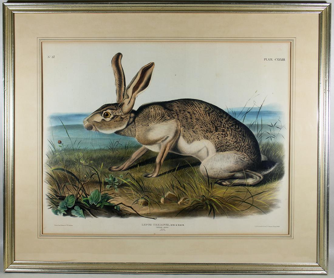 J.W. AUDUBON LEPUS TEXAIANUS PLATE CXXXIII NO 27: John Woodhouse Audubon from The Viviparous Quadrupeds of North America Imperial Folio sizedPlate CXXXIII No 27Lepus Texianus, Aud & Bach Texian Hare MaleMarked lower left: Drawn from Nature by J.W. Au