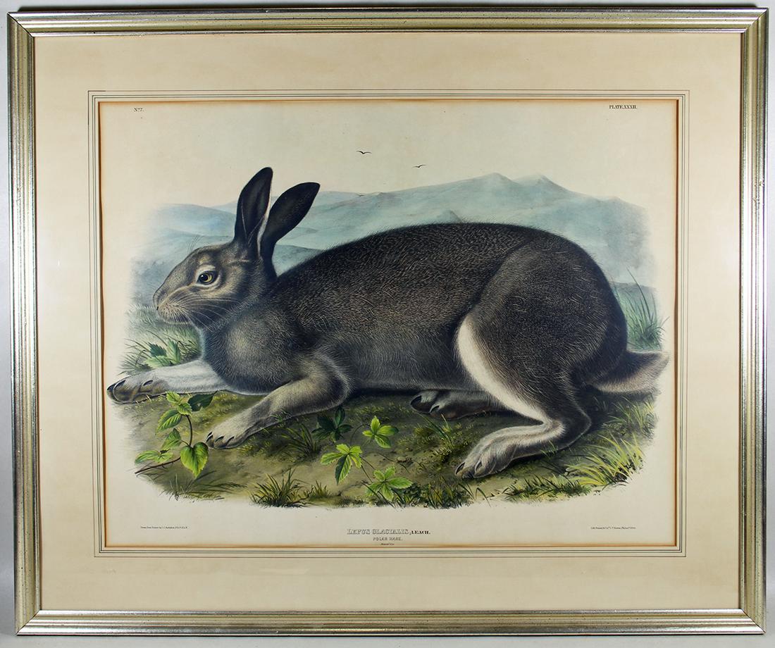 J.J. AUDUBON LEPUS GLACIALIS - PLATE XXXII NO 7 (1 of 4)