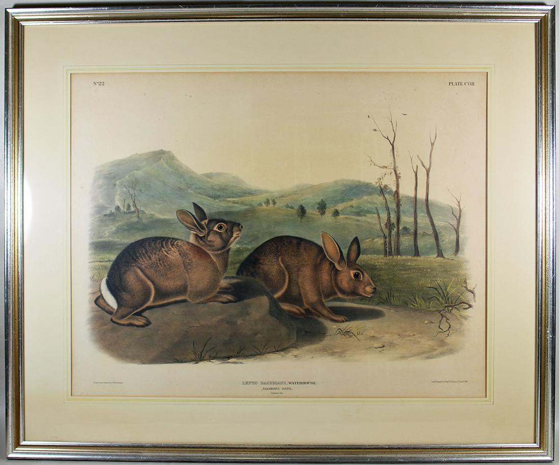 J.W. AUDUBON LEPUS BACHMANI - PLATE CVIII - NO 22: John Woodhouse Audubon from The Viviparous Quadrupeds of North America Imperial Foliio sizedPlate CVIII No 22Lepus Bachmani Waterhouse, Bachman's Hare, Natural SizeMarked lower left: Drawn from Nature