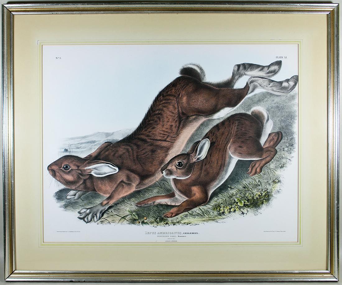 J.J. AUDUBON LEPUS AMERICANUS PLATE XI NO 3 (1 of 4)