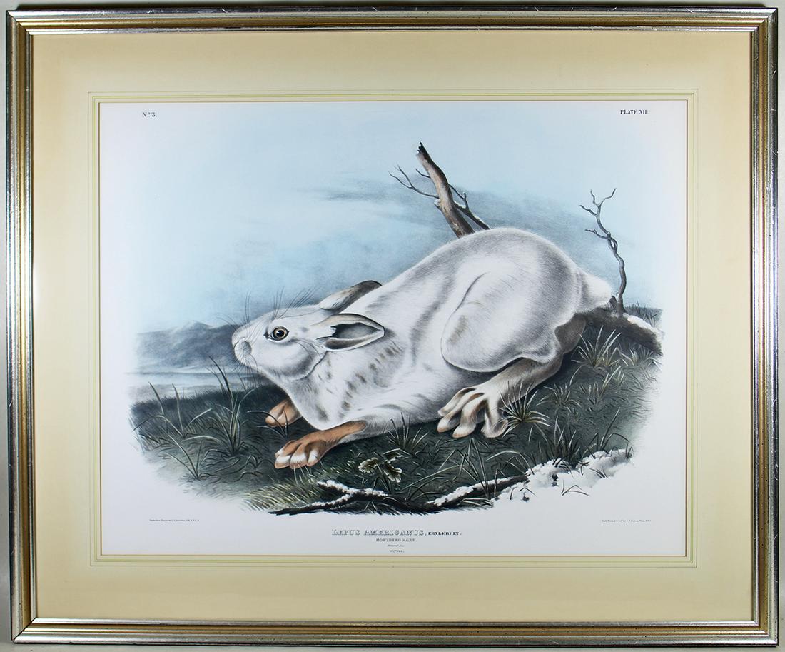 J.J. AUDUBON LEPUS AMERICANUS PLATE XII NO 3 (1 of 4)