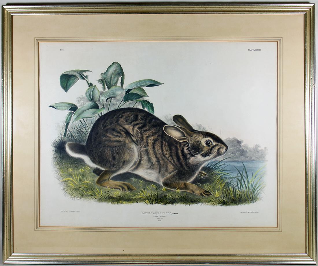 J.J. AUDUBON LEPUS AQUATICUS PLATE XXXVII NO 8 (1 of 4)