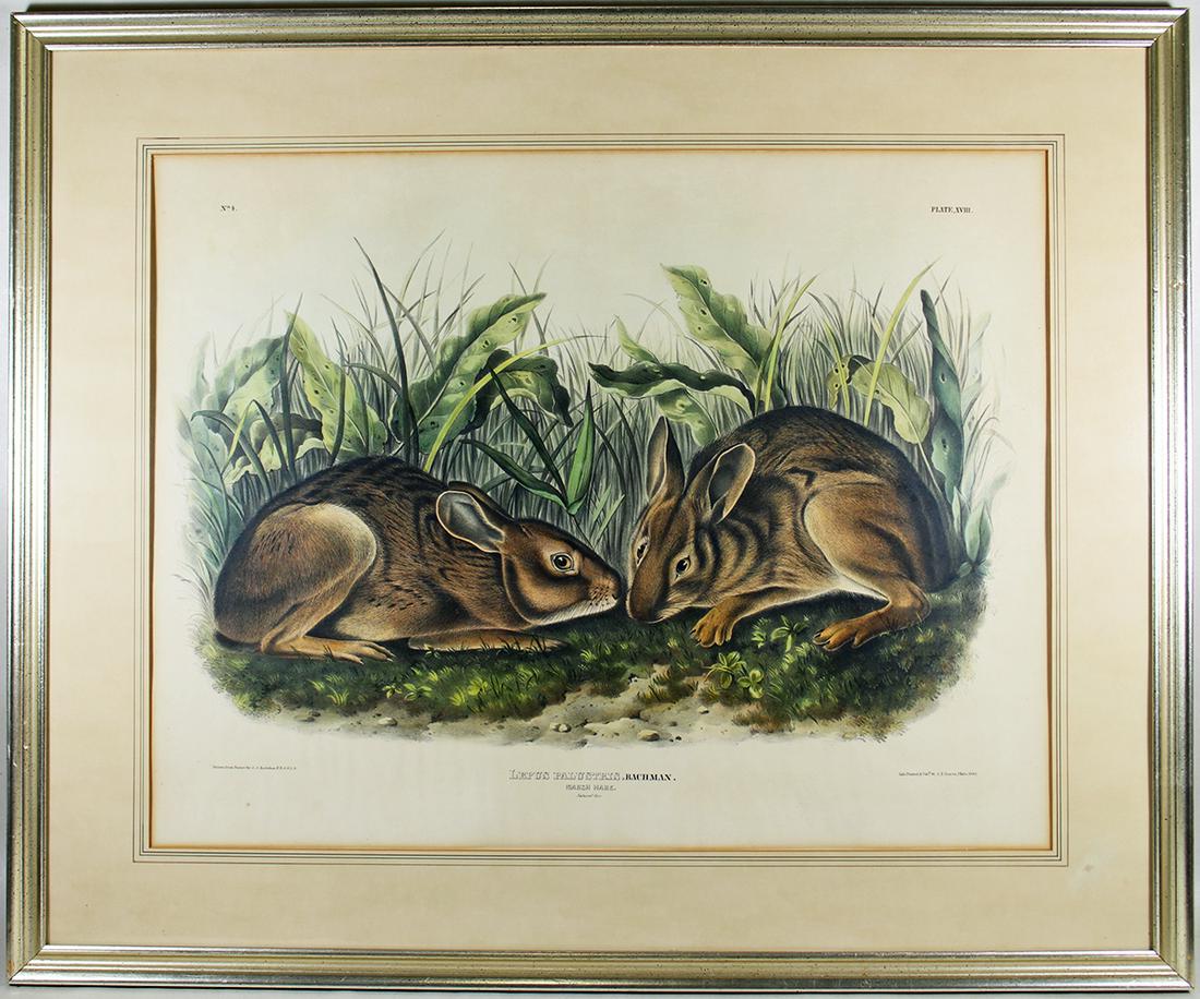 J.J. AUDUBON LEPUS PALUSTRIS PLATE XVIII NO 4 (1 of 4)