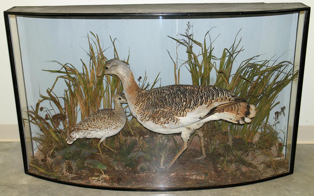 GREAT BUSTARDS TAXIDERMY DIORAMA (1 of 5)