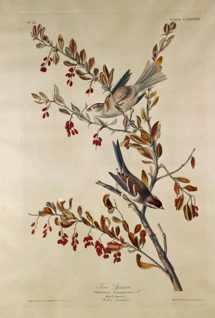 TREE SPARROW AUDUBON HAVELL PLATE 188 (1 of 3)