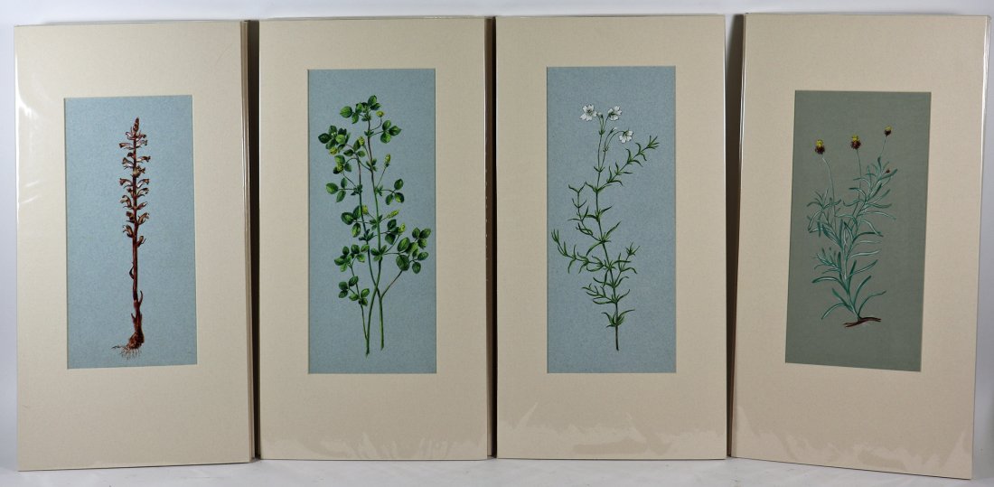 (22) 1879 ORIGINAL BOTANICAL WATERCOLOR DRAWINGS (1 of 7)