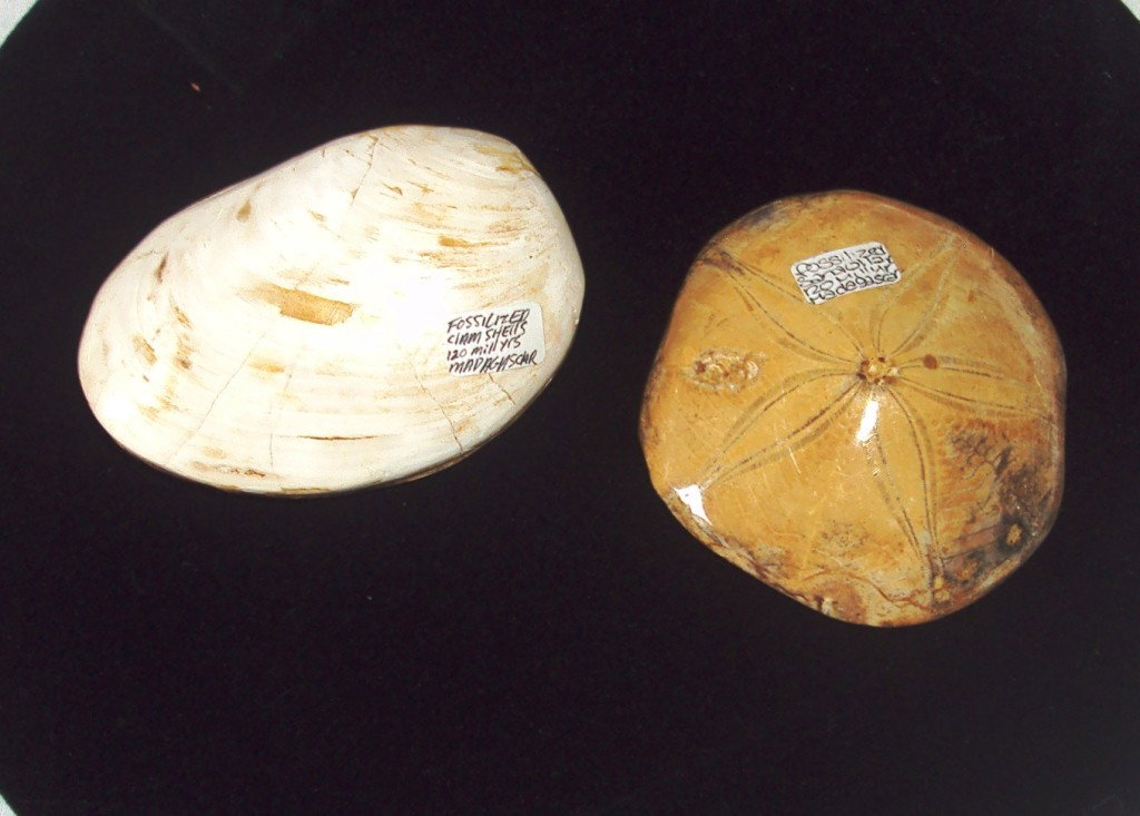 120 Million Year old Clam & Starfish Fossil: 120 million year old clam shell (3") and starfish (2-3/4") from Madagascar