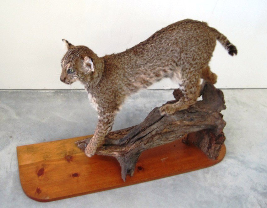 Bobcat Taxidermy Mount: 25" Tall & 36" Long w/ Base.