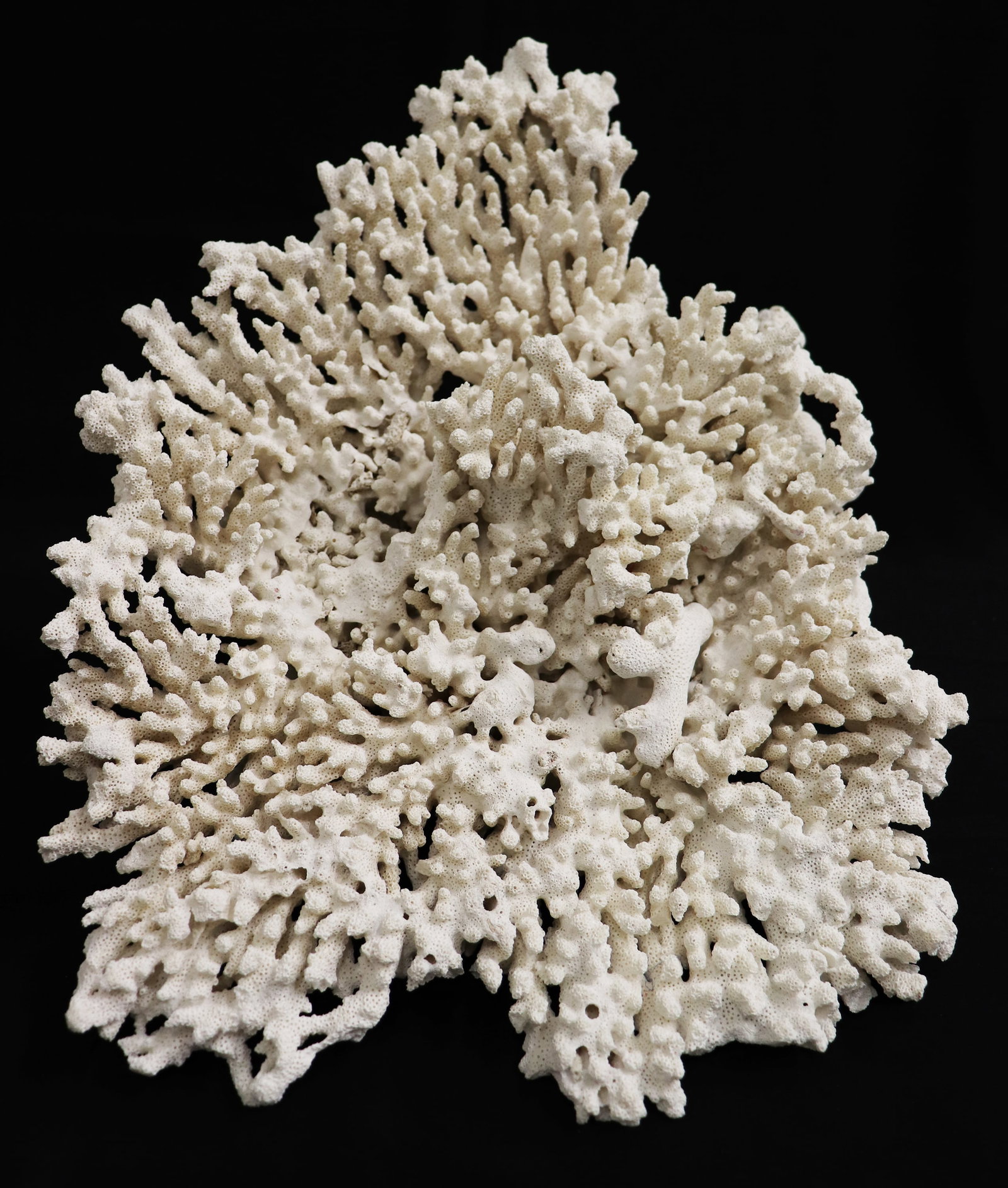 HUGE NATURAL WHITE BIRDS NEST CORAL SPECIMEN (1 of 3)
