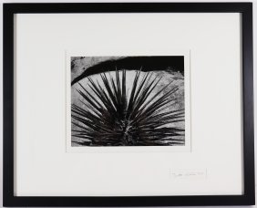 BRETT WESTON "PLANT LIFE" BLACK & WHITE PHOTOGRAPH