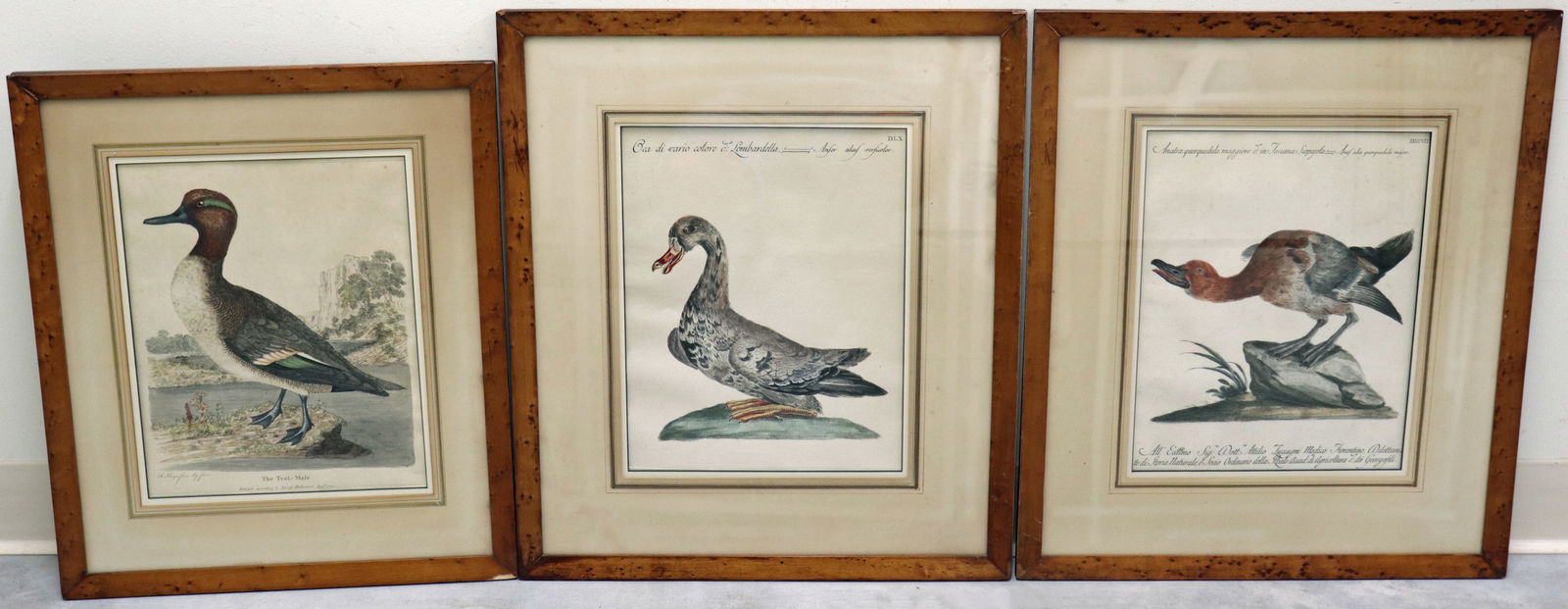 (3) HAND COLORED BIRD LITHOGRAPH PRINTS (1 of 4)
