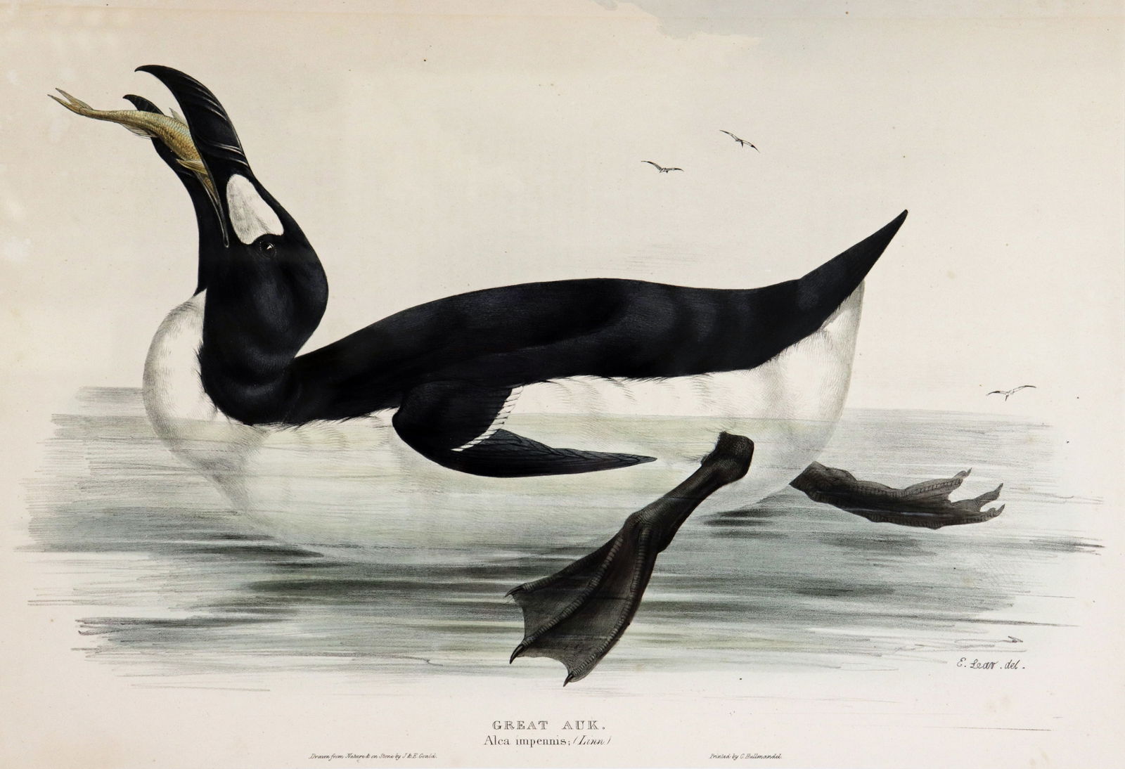 GOULD BIRDS OF GREAT BRITAIN GREAT AUK LITHOGRAPH (1 of 4)
