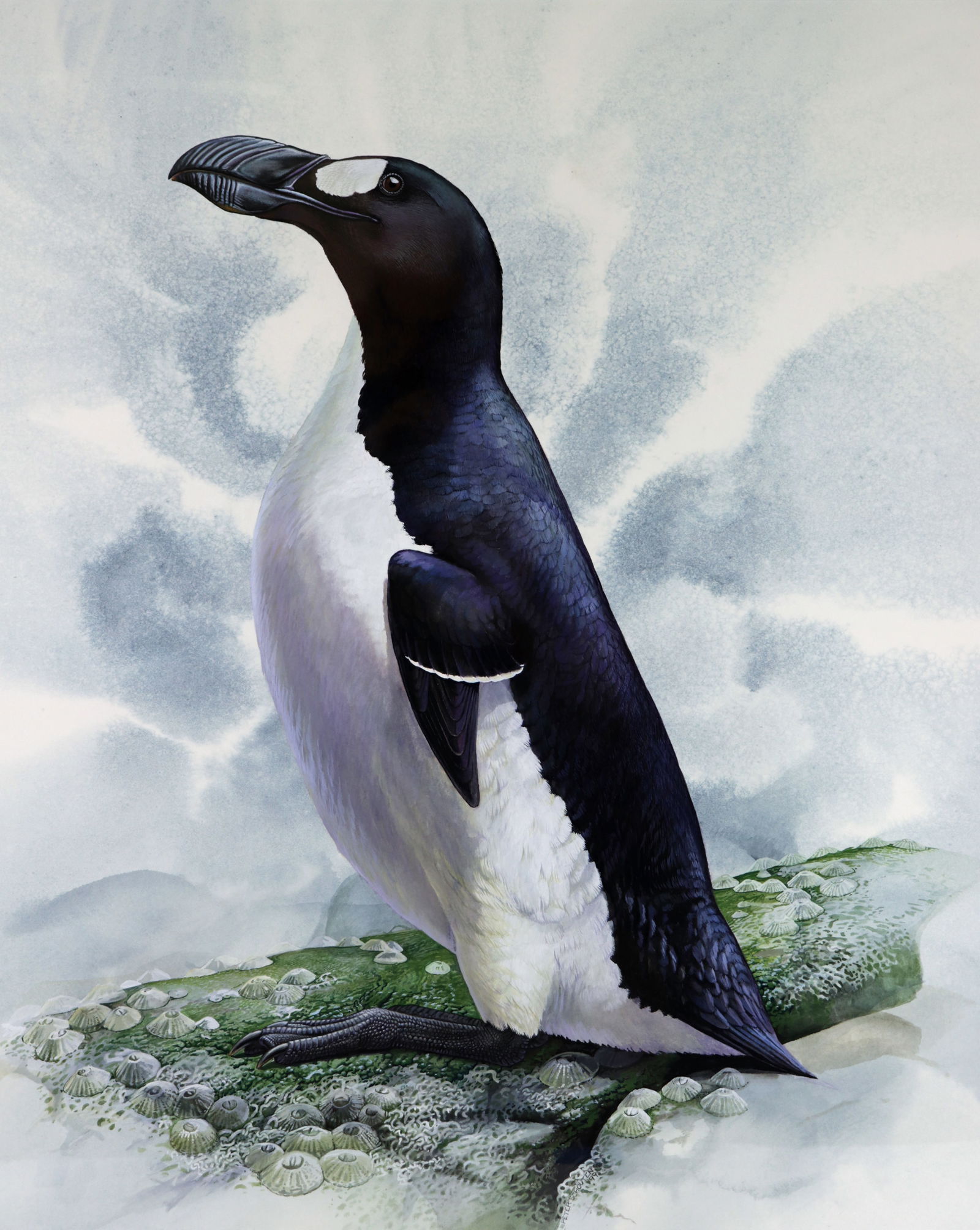 PETER SCHOUTEN GREAT AUK PAINTING (1 of 5)