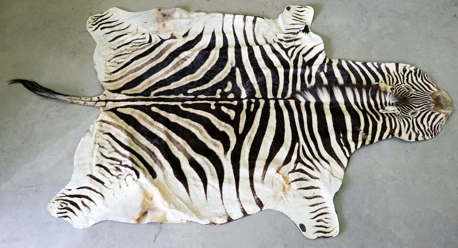 TAXIDERMY ZEBRA SKIN RUG: Taxidermy zebra skin area rug. Age related wear, some losses & cracking. Measures approximately 130" x 66"