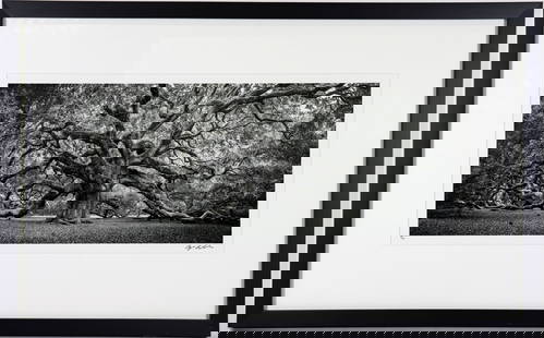 CLYDE BUTCHER "ANGEL OAK" PHOTOGRAPH: Clyde Butcher (b. 1942) Black & white photograph titled "Angel Oak" South Carolina. Signed and numbered 8/150. Print measures 10" x 22" and 31.5" x 19.5" w/ frame.