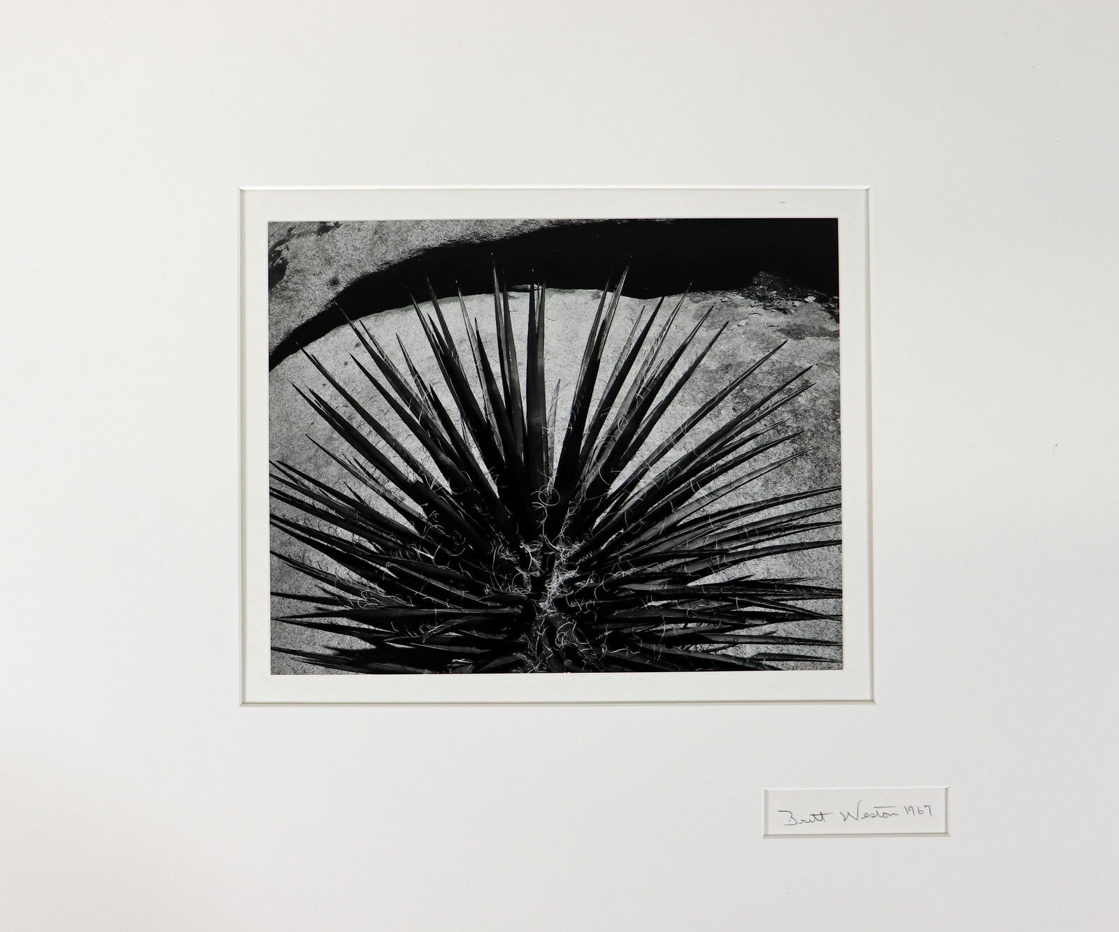 BRETT WESTON (1911-1993) AGAVE PLANT PHOTOGRAPH (1 of 2)