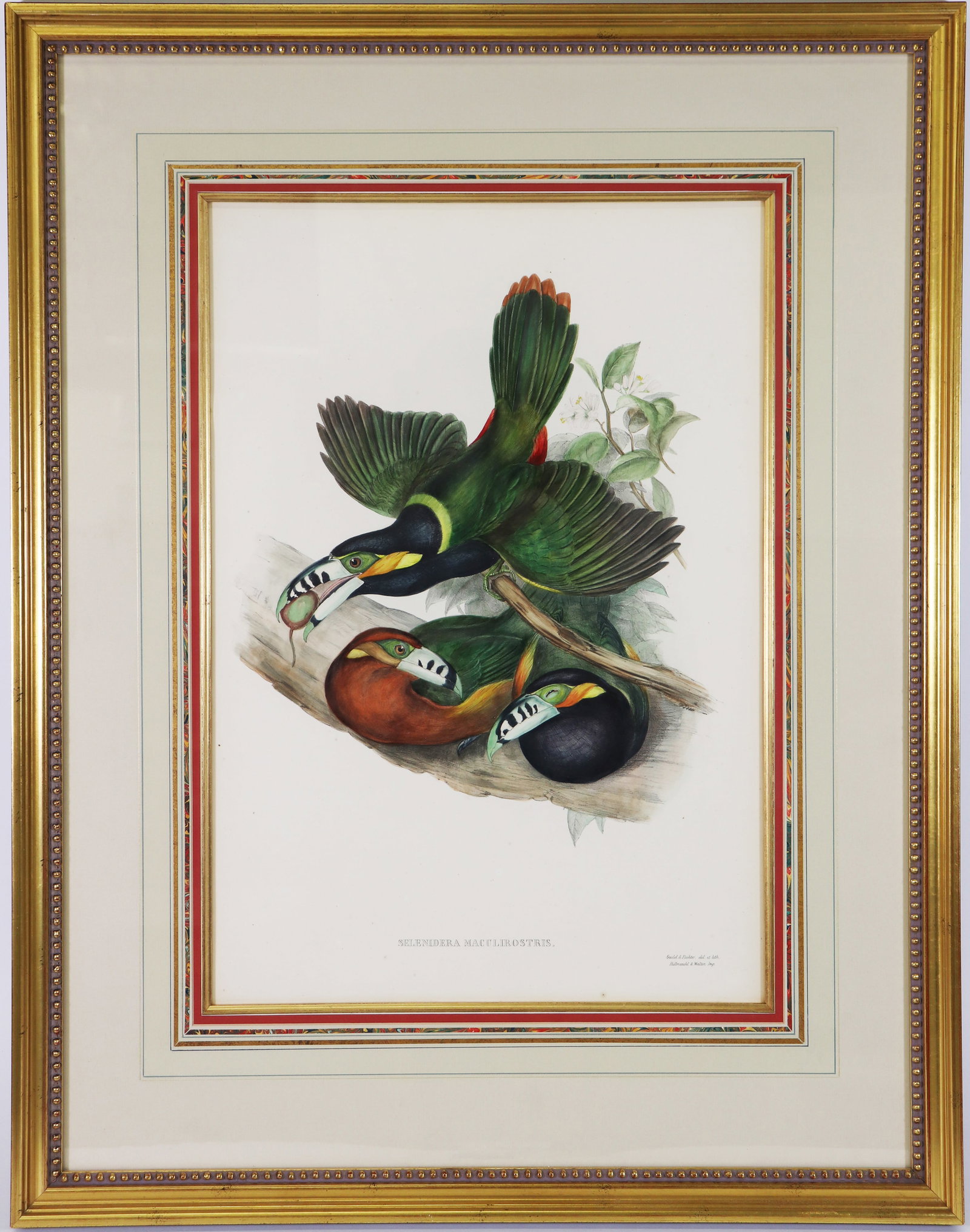 GOULD & RICHTER HAND COLORED SPOT BILLED TOUCANET (1 of 4)