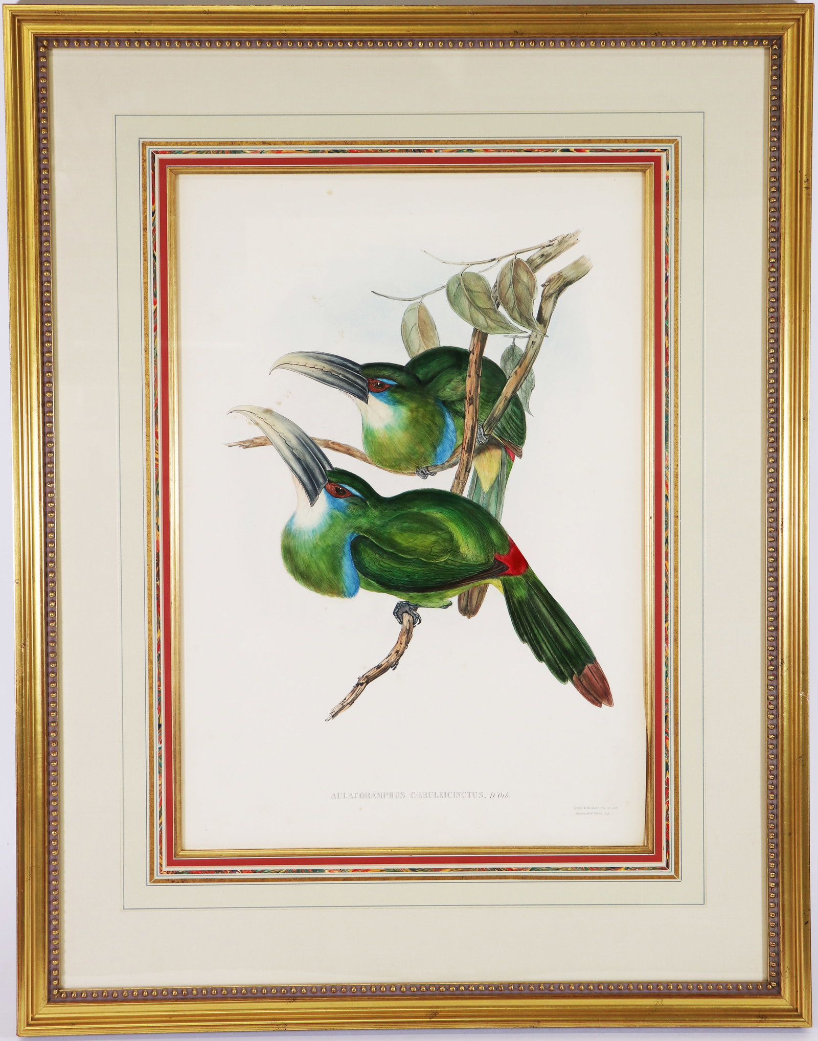 GOULD & RICHTER HAND COLORED BLUE BANDED TOUCANET (1 of 5)