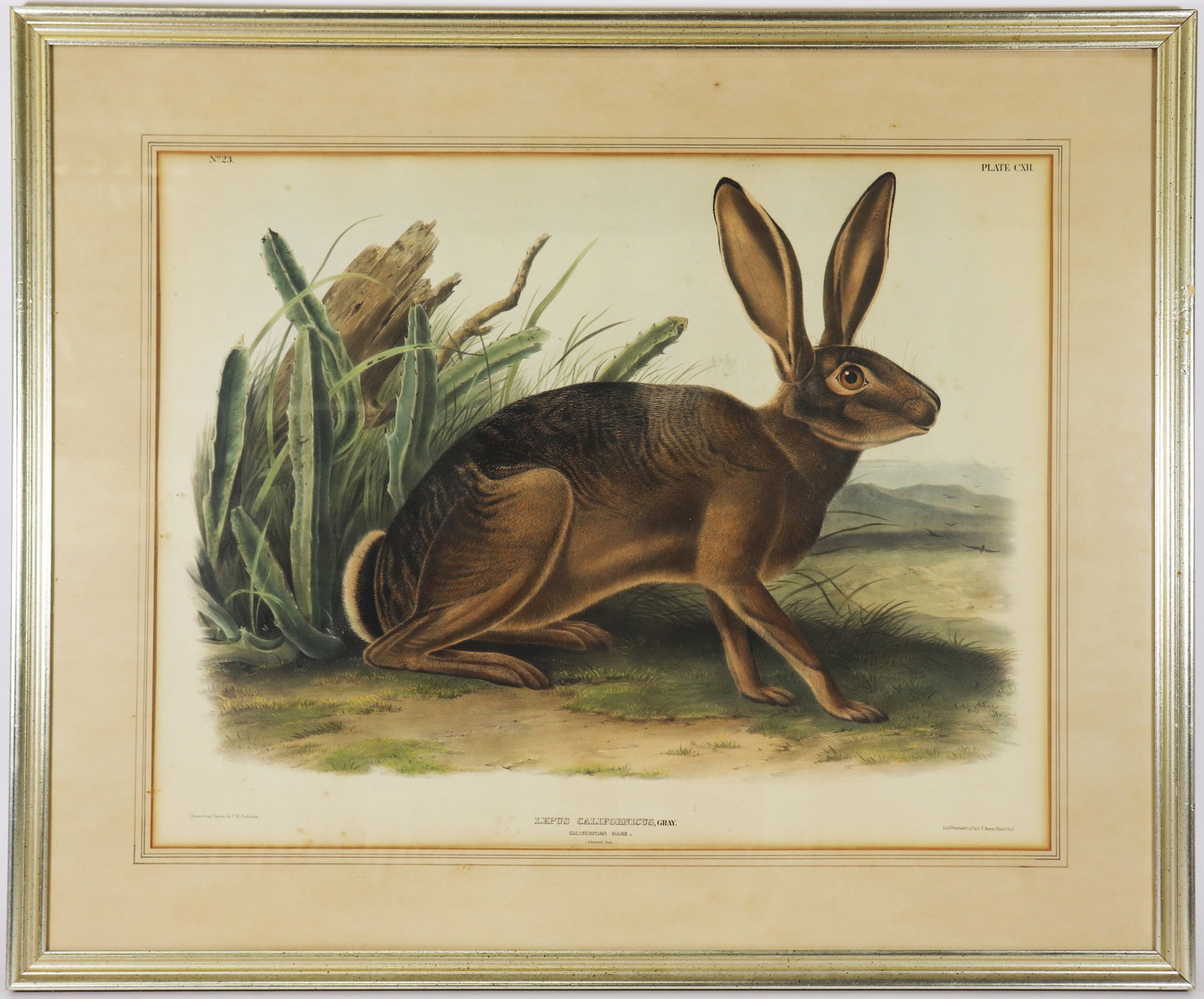 J.W. AUDUBON HAND COLORED CALIFORNICUS GRAY HARE (1 of 5)