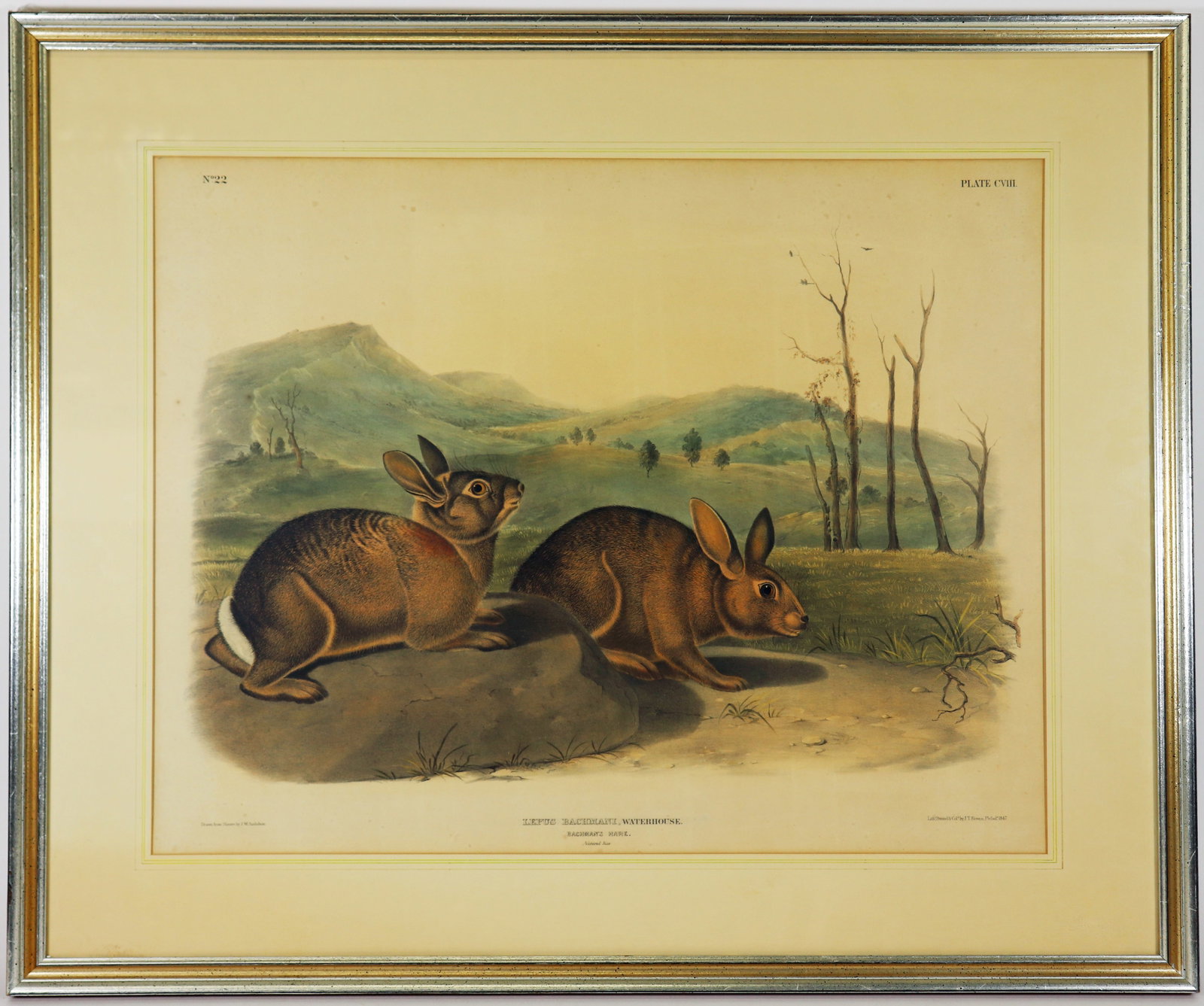 J.W. AUDUBON HAND COLORED LEPUS BACHMANI HARE (1 of 5)