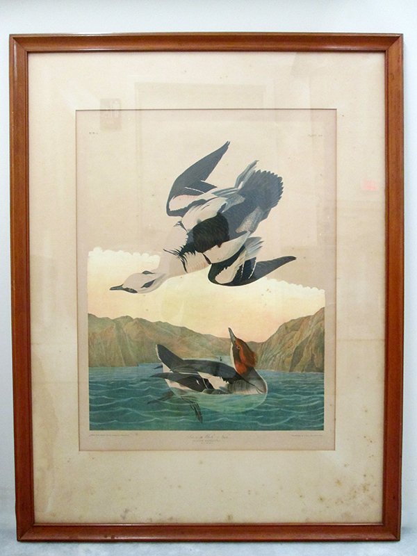 AUDUBON BIRD PRINT PLATE 441: Snow or White Nun Chromolithograph. Julius Bien Edition. Framed under glass, plate measures 19 3/4" x 25 1/2." Measures 32 1/2" x 42 1/2" with frame.