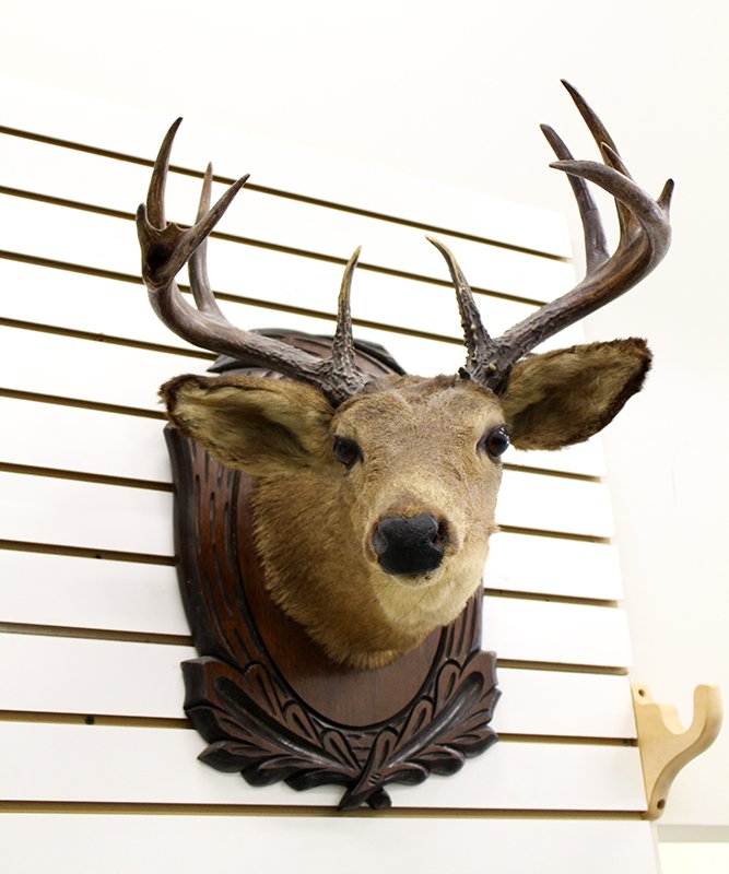 DEER HEAD MOUNT: Taxidermy deer head mount with antlers. 25" Tall 20" wide 21" depth.