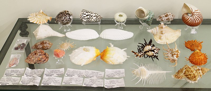SEASHELL COLLECTION: Collection of seashells including Linne, Fischer, Lightfoot, & more.