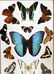 FRAMED BUTTERFLY ARTWORK - 2