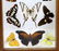 FRAMED BUTTERFLY ARTWORK - 3