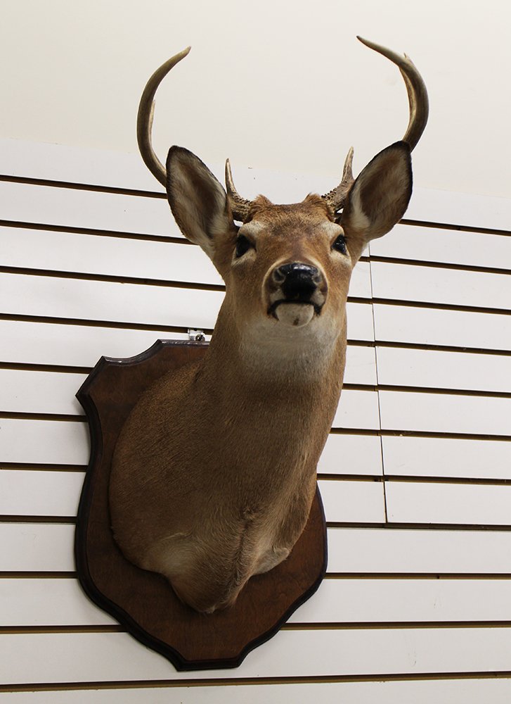 TAXIDERMY DEER HEAD MOUNT (1 of 2)
