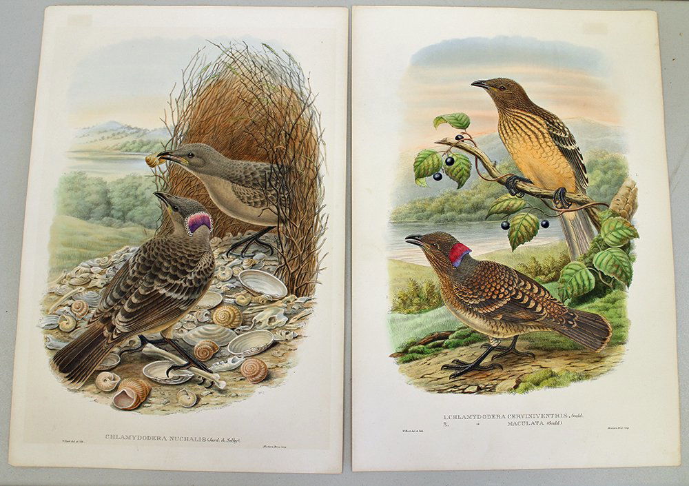 (2) HAND COLORED JOHN GOULD LITHOGRAPHS (1 of 5)