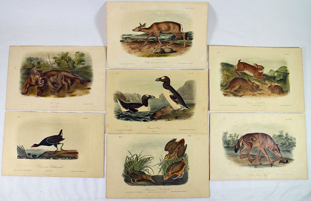 (7) HAND COLORED AUDUBON PRINTS (1 of 6)