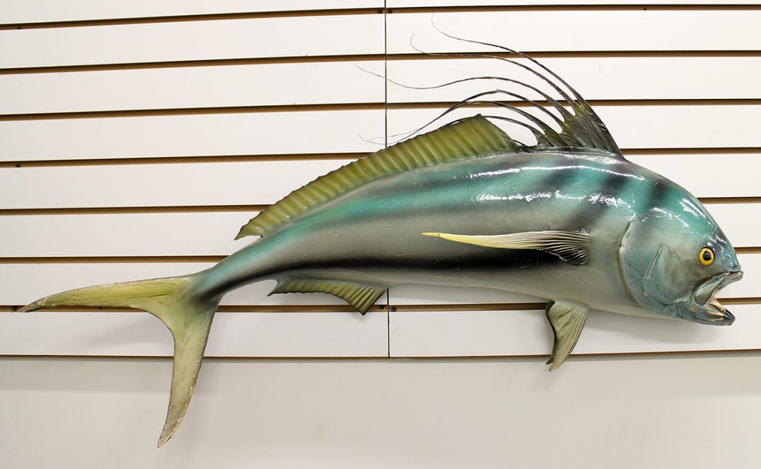 ROOSTER FISH TAXIDERMY (1 of 2)