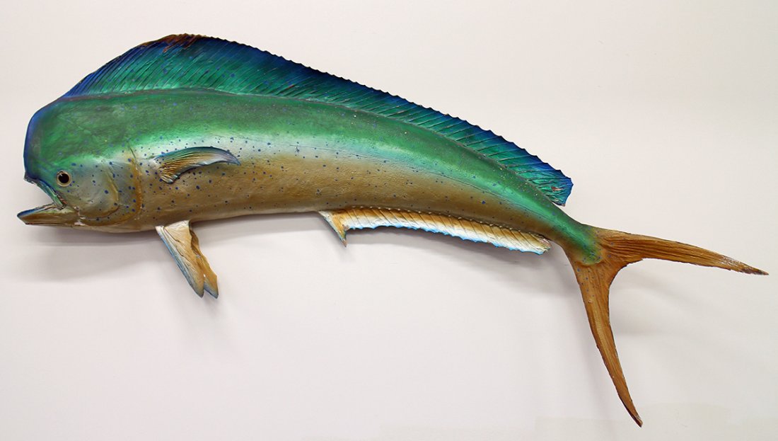TAXIDERMY WALL MOUNT DOLPHIN FISH (1 of 3)