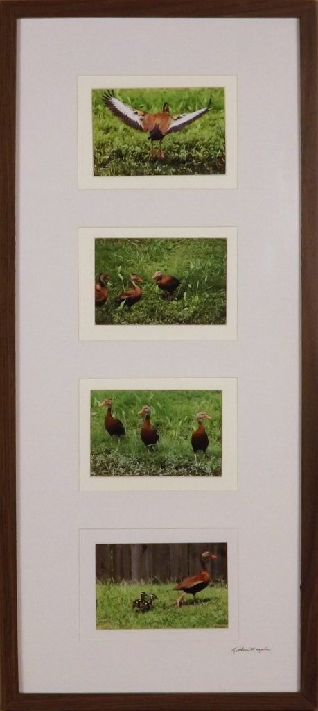 MAGANA PHOTOGRAPH: KATHRYN MAGA¥A. SQUEEKY OR BLACK. Photograph of ducks. Green, brown, white. Signed. 29 x 13 in. Framed. Donated by Anya & Dave Jones. On-air Title: Maga¤a Photograph. Estimated Value: $120 WYES Lot 