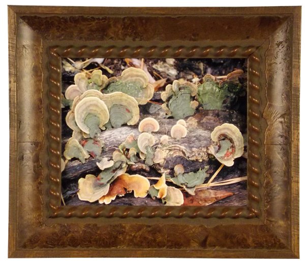 GRAMLICH PHOTOGRAPH: LANA GRAMLICH. TURKEY TAIL FUNGUS. Photograph of fungus. Green, orange, brown. 13 x 15 in. Framed. Donated by Lana Gramlich. On-air Title: Gramlich Photograph Estimated Value: $300. *Framing donated b
