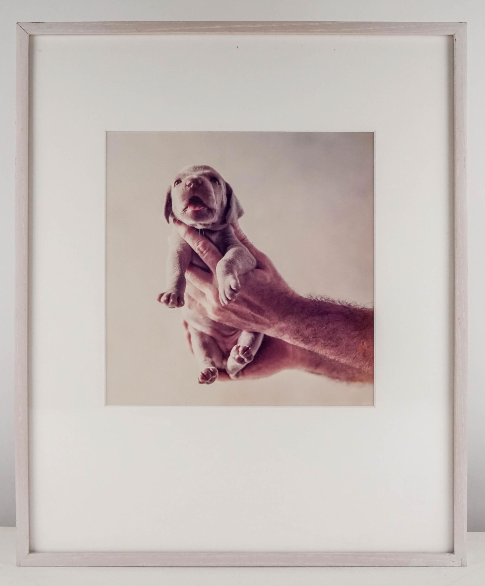 Wegman, William (1 of 5)