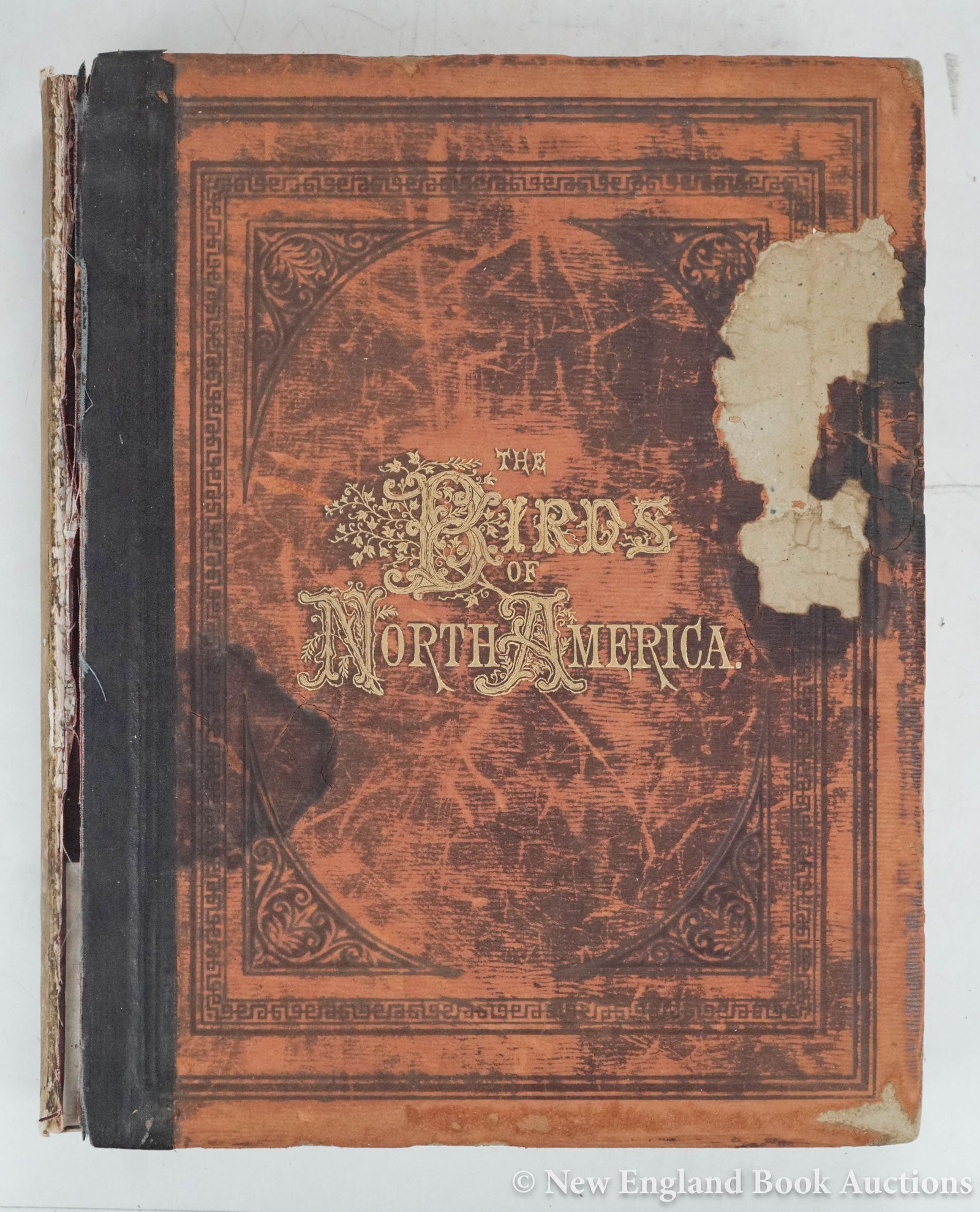 Ornithology: 166. Ornithology. Studer, Jacob H. The Birds of North America. Frontispiece, 119 color bird plates. Folio, leather-backed boards, all edges gilt; covers detached, embossed library stamp on plates, a f