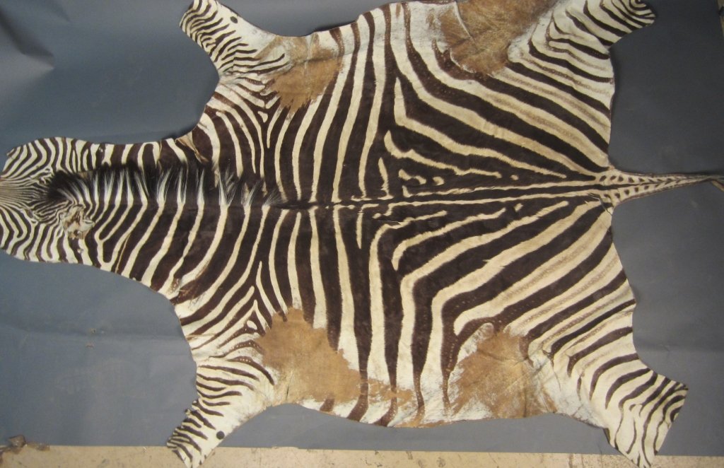 Genuine African Zebra Skin Rug: Genuine African zebra skin rug. Imported from the Republic of South Africa. Some wear. AS IS