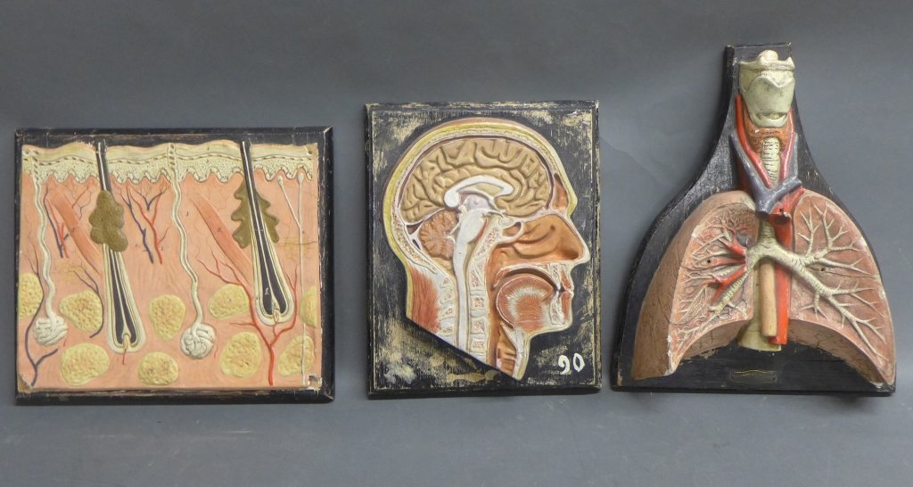 Collection of Anatomical Models: From the Estate of Mark Falk. Collection of three vintage anatomical models including: lungs, head and the cross section of skin and hair follicles. The lung model has plaque that reads: New York Biol