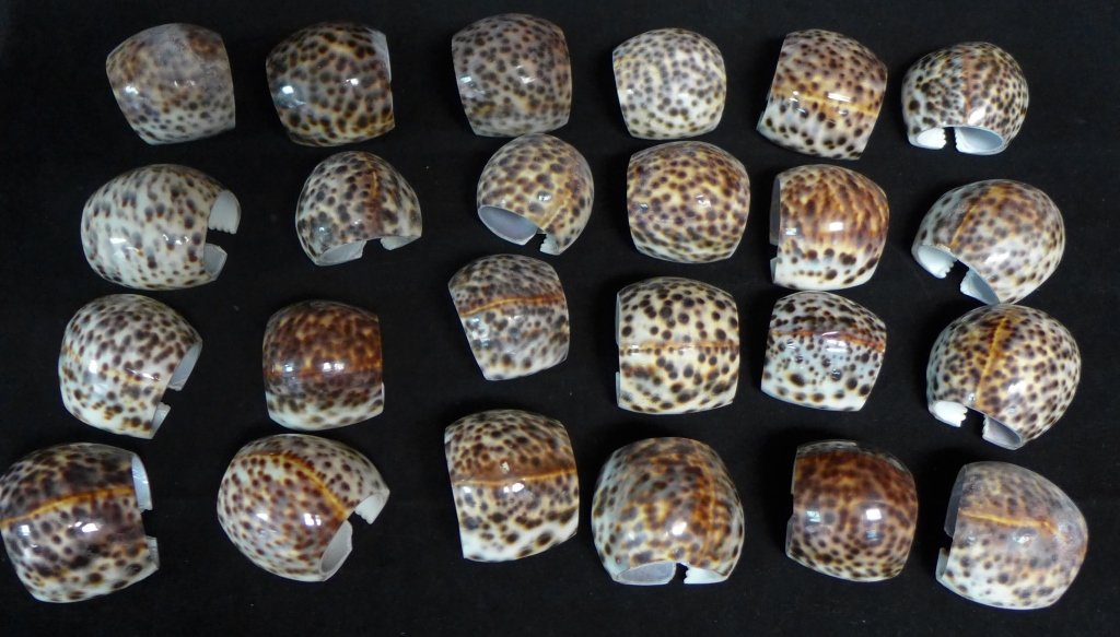 Tiger Cowrie Napkin Rings: Hand crafted from all natural shell. Grouping of 24. Sizes vary slightly. (tableware, accessory, collectible) STERLING ASSOCIATES STRIVES TO PROVIDE ACCURATE, OBJECTIVE, & FAIR INFORMATION ON ALL LOTS