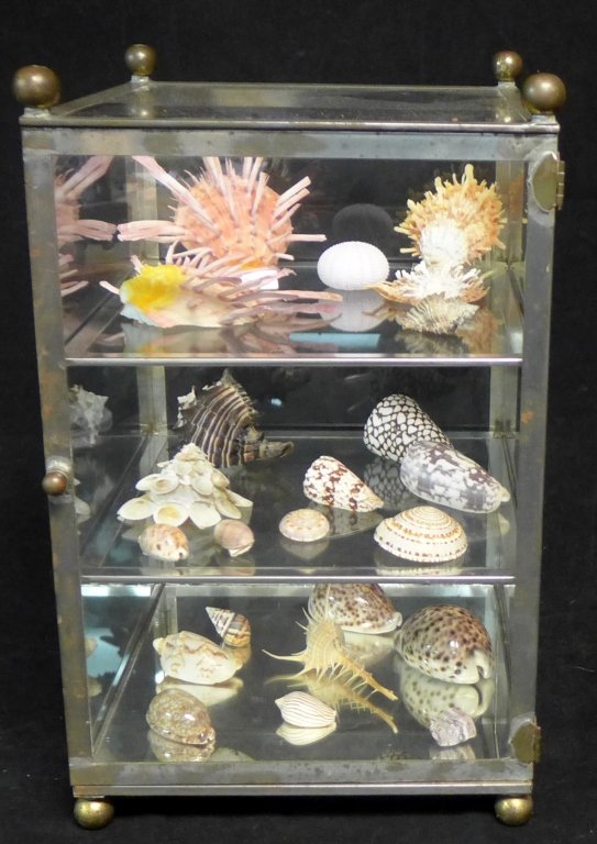 Shell Collection & Vitrine: Grouping of sea shells include: Venus Comb(Murex Pecten), Carrier Shell (Xenophora Pallidula), Glory of Bengal (Conus bengalensis), Thorny Oysters (Spondylus),Sea Urchin, Tiger Cowrie, and more. Metal