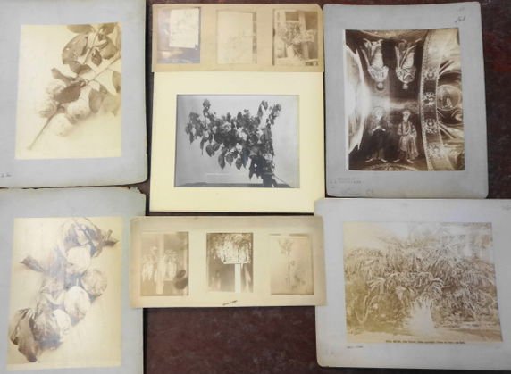 Louis C. Tifffany, Albumen Photographs, Signed: Albumen Photographs (7) mounted on cardboard, Botanical and Architectural Subjects, unframed. Stamped: Louis C Tiffany; Tiffany Studios, NY; Return to The Tiffany Glass Co, etc. & Property of L.C. Tif