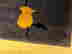 item-30371486=7