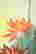 item-129087734=16