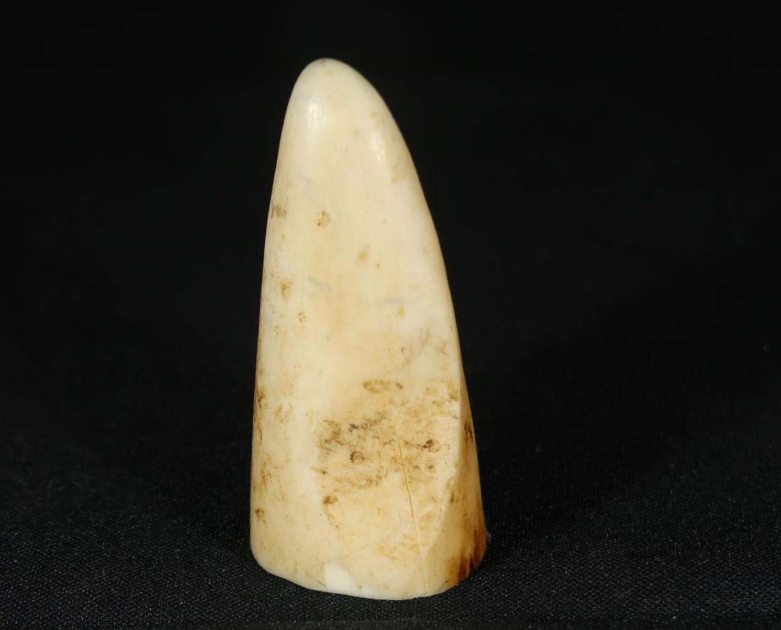 Antique Whale's Tooth: '1912c Size 2 1/4 inches