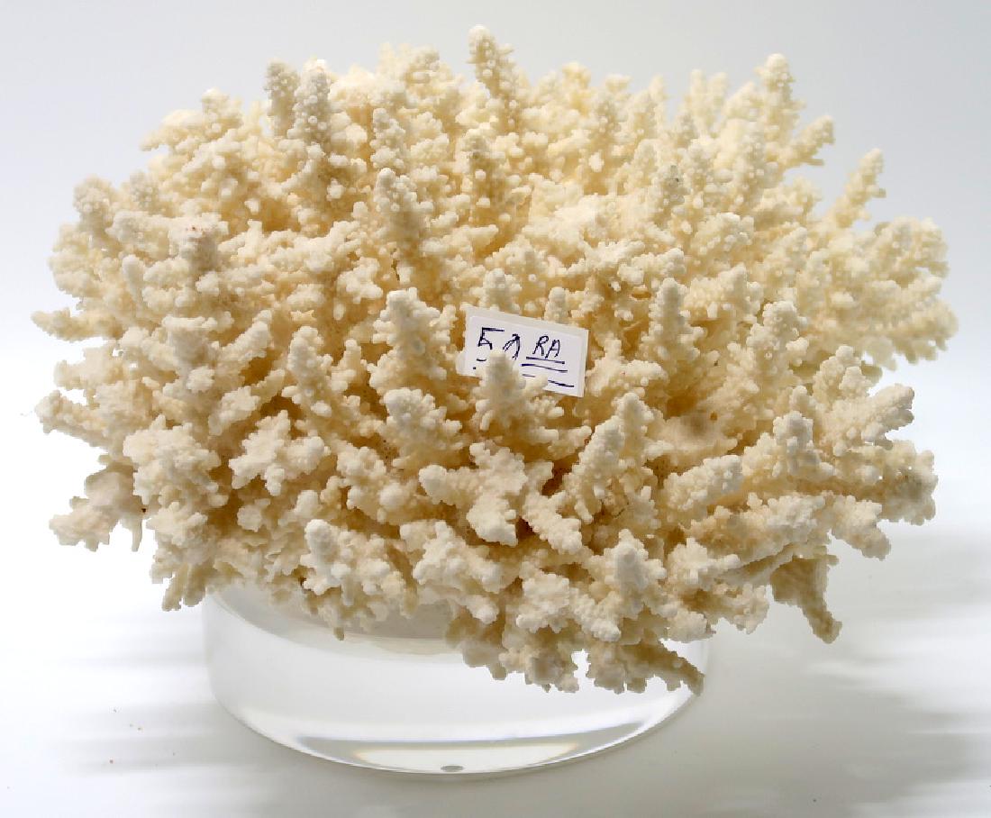 White Coral Sculpture on Clair Lucite Stand Mid-Century (1 of 5)